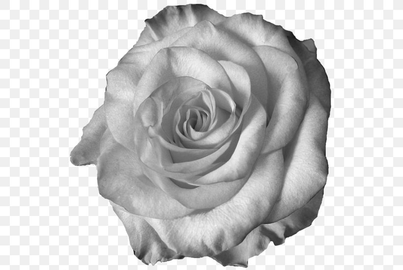 Garden Roses Centifolia Roses White Cut Flowers Petal, PNG, 600x550px, Garden Roses, Black And White, Centifolia Roses, Cut Flowers, Flower Download Free