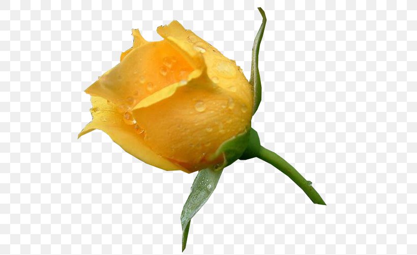 Garden Roses Yellow Rosa Amarela Color, PNG, 523x501px, Garden Roses, Afterglow, Blue, Bud, Color Download Free