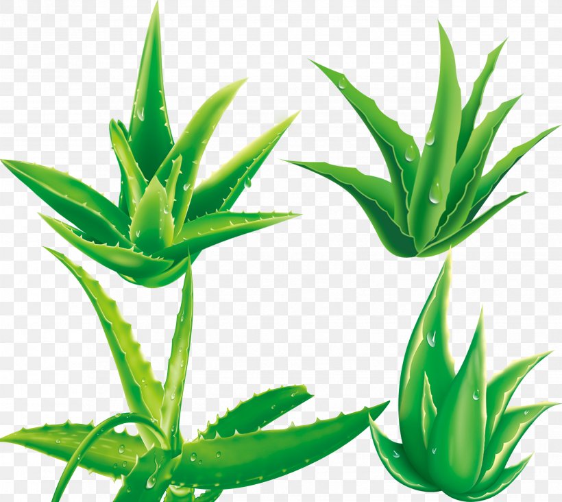Aloe Vera Plant, PNG, 3307x2953px, Aloe Vera, Agave, Agave Azul, Aloe, Cdr Download Free