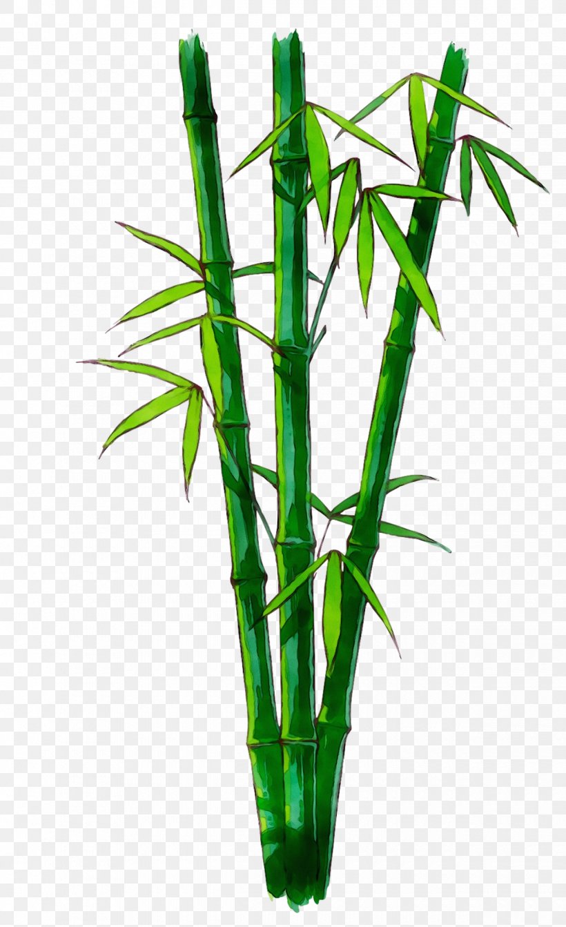 Bamboo, PNG, 1220x1999px, Bamboo, Flower, Flowering Plant, Flowerpot, Houseplant Download Free