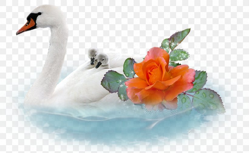 Cygnini Clip Art Stock.xchng Image, PNG, 960x593px, Cygnini, Beak, Bird, Duck, Ducks Geese And Swans Download Free