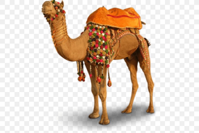 Merzouga Bactrian Camel Clip Art, PNG, 480x549px, Merzouga, Arabian Camel, Archive File, Bactrian Camel, Camel Download Free