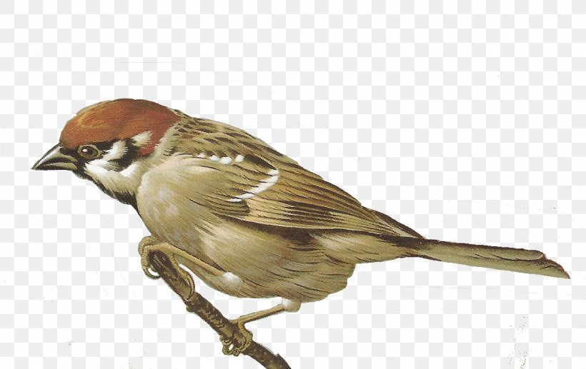 Sparrow Clip Art, PNG, 1249x788px, House Sparrow, Beak, Bird, Emberizidae, Eurasian Tree Sparrow Download Free