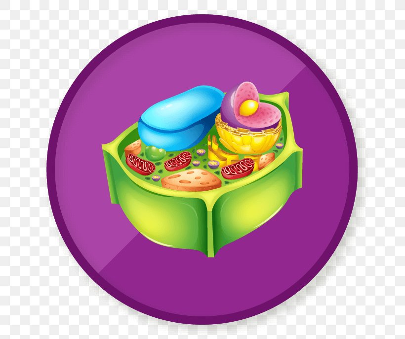 Cell Membrane Plant Cell Cell Wall Cell Nucleus, PNG, 689x688px, Cell Membrane, Baked Goods, Biological Membrane, Biology, Cell Download Free