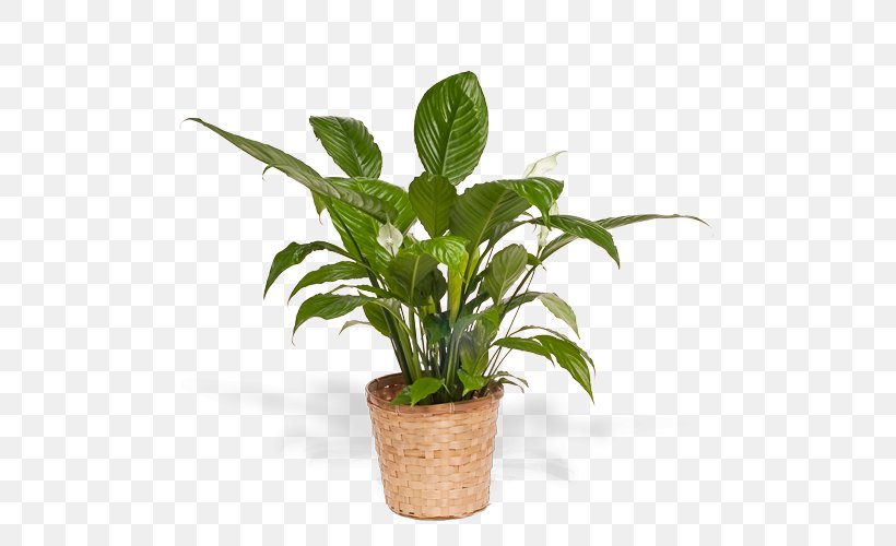 Flowerpot Garden Houseplant Bestprice, PNG, 500x500px, Flowerpot, Bestprice, Chair, Dog, Garden Download Free