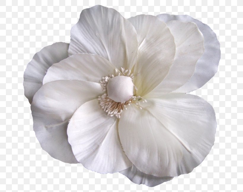 Mallows Rose Family Cut Flowers Petal, PNG, 700x646px, Mallows, Clothing Accessories, Cut Flowers, Family, Flower Download Free
