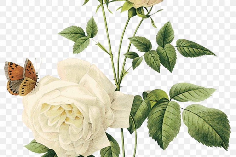 Rose Clip Art Flower Floral Design, PNG, 888x592px, Rose, Cut Flowers, Digital Image, Floral Design, Flower Download Free