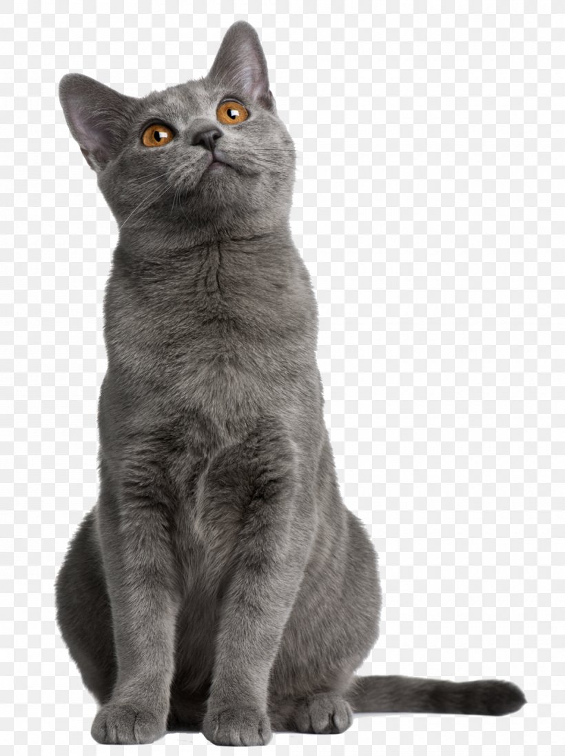 Cat Food Chartreux Persian Cat Abyssinian Cat Norwegian Forest Cat, PNG, 1000x1337px, Cat Food, Abyssinian Cat, American Wirehair, Asian, Australian Mist Download Free