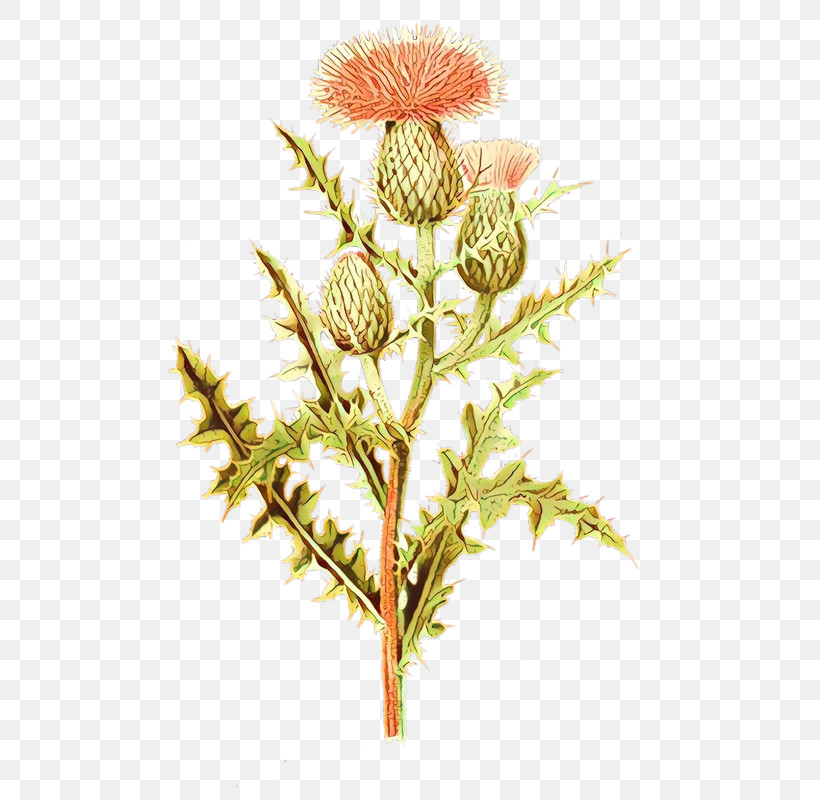 Flower Plant Thistle, PNG, 515x800px, Flower, Plant, Thistle Download Free