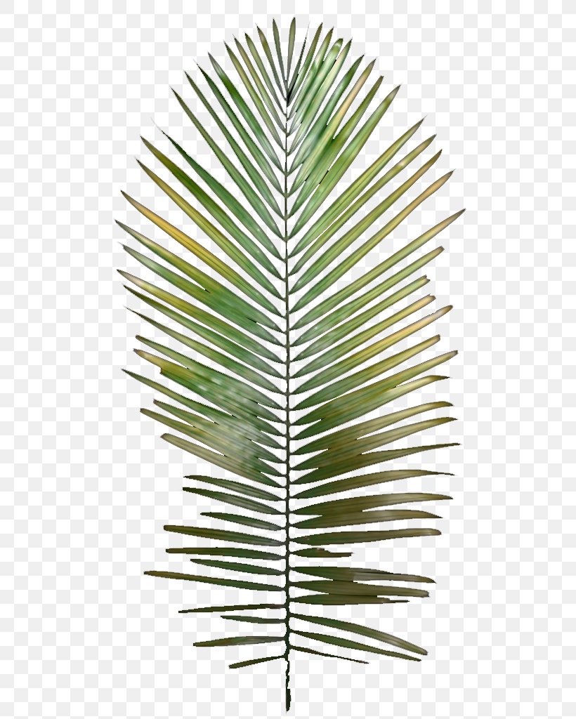 Leaf Tree Arecaceae Plant Stem, PNG, 512x1024px, Leaf, Albizia Julibrissin, Arecaceae, Arecales, Artificial Flower Download Free