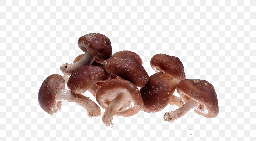 Morchella Esculenta Shiitake Fungus Oyster Mushroom, PNG, 640x454px, Morchella Esculenta, Bay Bolete, Common Mushroom, Cyclocybe Aegerita, Edible Mushroom Download Free
