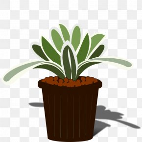 Bromeliad - Bromelia Aechmea Chantinii Tillandsia PNG
