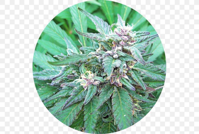 Cannabis Sativa Haze Marijuana Cannabinoid Cannabis Ruderalis, PNG, 551x551px, Cannabis Sativa, Autoflowering Cannabis, Cannabidiol, Cannabinoid, Cannabis Download Free