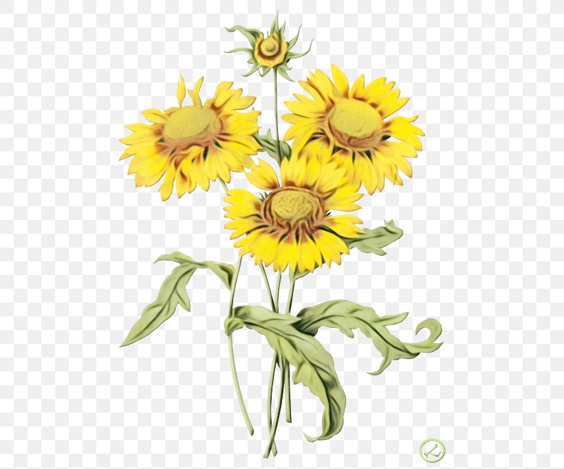Drawing Of Family, PNG, 500x682px, Drawing, Canvas, Chamomile, Common Sunflower, Cut Flowers Download Free
