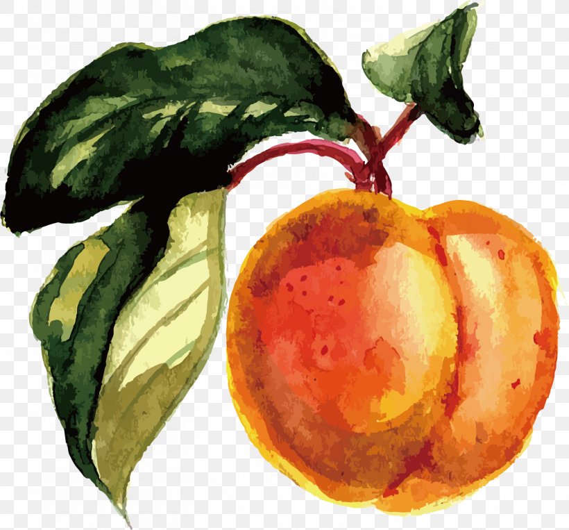 Fruit Watercolor Painting, PNG, 1508x1405px, Watercolor Painting, Apple, Citrus, Diet Food, Food Download Free