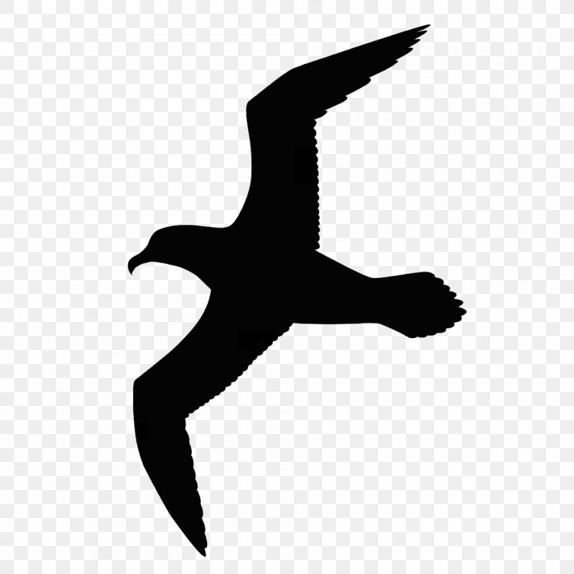 Gulls Bird Great Black-backed Gull Drawing Clip Art, PNG, 1000x1000px, Gulls, Beak, Bird, Bird Flight, Bird Of Prey Download Free