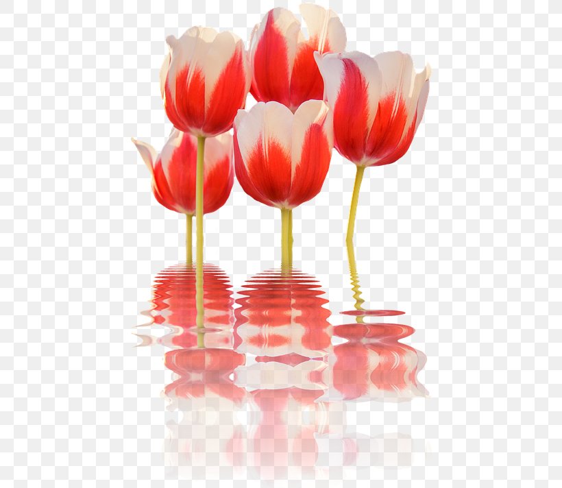 Clip Art Desktop Wallpaper Spring Tulips Image, PNG, 446x712px, Flower, Botany, Cut Flowers, Flowering Plant, Lily Download Free