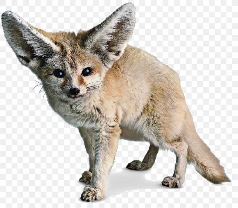Red Fox Fennec Fox Sahara, PNG, 1440x1258px, Sahara, Animal, Carnivoran, Desert, Display Resolution Download Free