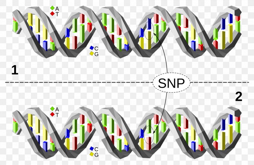 Single-nucleotide Polymorphism DNA Base Pair Gene, PNG, 2000x1304px, Singlenucleotide Polymorphism, Adenine, Area, Base Pair, Brand Download Free