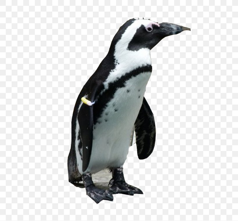 African Penguin Antarctic Bird Jaguar, PNG, 567x761px, Penguin, African Penguin, Animal, Antarctic, Aptenodytes Download Free