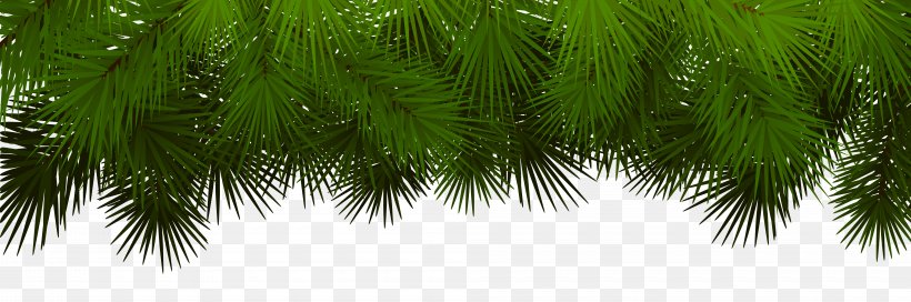 Asian Palmyra Palm Fir Spruce Pine Branch, PNG, 8000x2658px, Entos, Arecales, Asian Palmyra Palm, Borassus Flabellifer, Branch Download Free