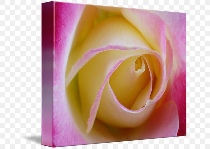 Garden Roses Rosaceae Gallery Wrap Flower, PNG, 650x581px, Rose, Canvas, Close Up, Closeup, Flower Download Free