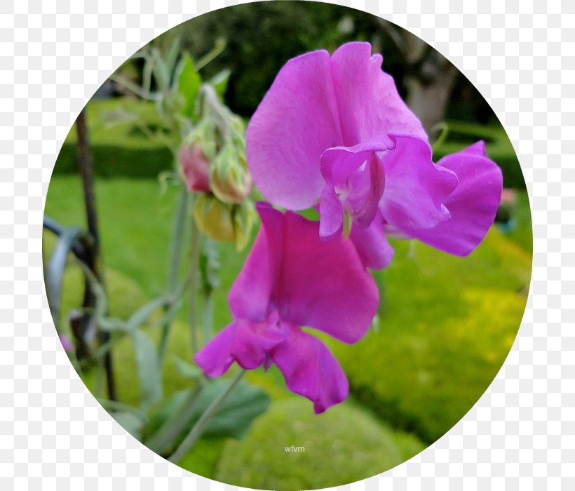 Sweet Pea Pink M Annual Plant Cattleya Orchids Violet, PNG, 700x700px, Sweet Pea, Annual Plant, Cattleya, Cattleya Orchids, Everlasting Sweet Pea Download Free