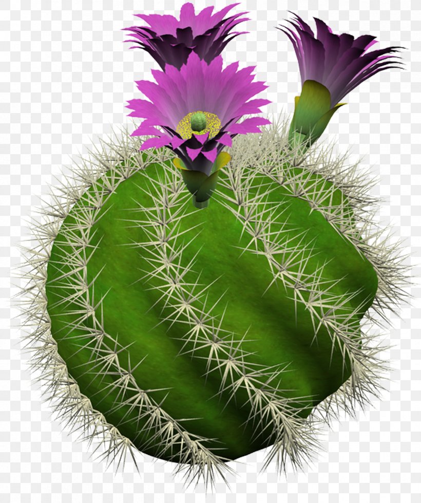 Cactus Culture For Amateurs Cactaceae Strawberry Hedgehog Cactus Succulent Plant, PNG, 1208x1443px, Cactus Culture For Amateurs, Artikel, Cactaceae, Cactus, Caryophyllales Download Free