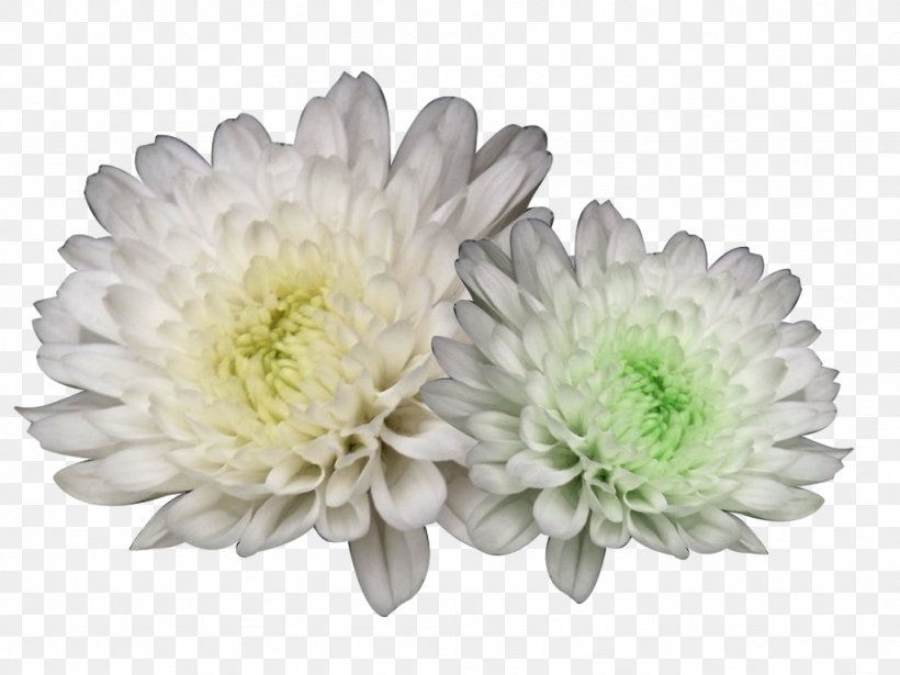 Chrysanthemum Xd7grandiflorum Chrysanthemum Tea Flower, PNG, 1024x768px, Chrysanthemum Xd7grandiflorum, Aster, Chrysanthemum, Chrysanthemum Tea, Chrysanths Download Free