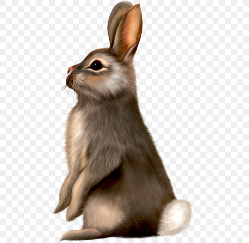 Easter Bunny Best Bunnies Rabbit Clip Art, PNG, 491x800px, Easter Bunny, Best Bunnies, Brown Bunny, Domestic Rabbit, Easter Download Free