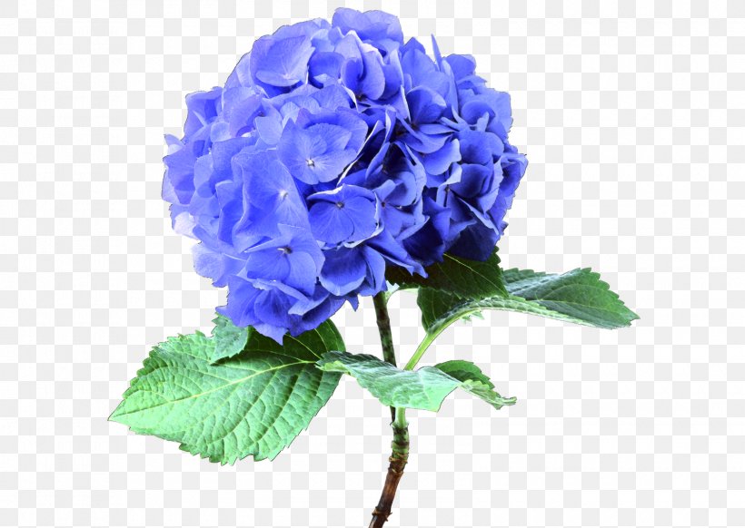 French Hydrangea Cut Flowers Blue Plant, PNG, 1600x1136px, French Hydrangea, Annual Plant, Artificial Flower, Blue, Blue Rose Download Free