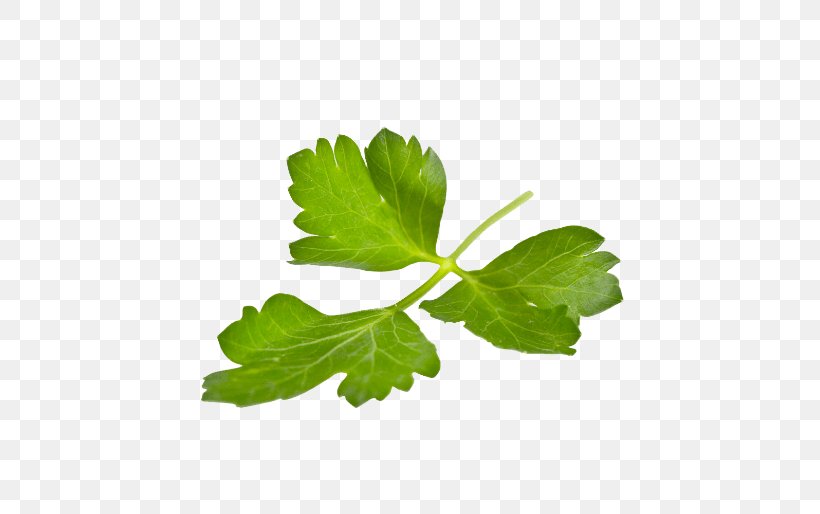 Parsley Leaf Fines Herbes Lovage, PNG, 514x514px, Parsley, Celery, Condiment, Coriander, Fines Herbes Download Free
