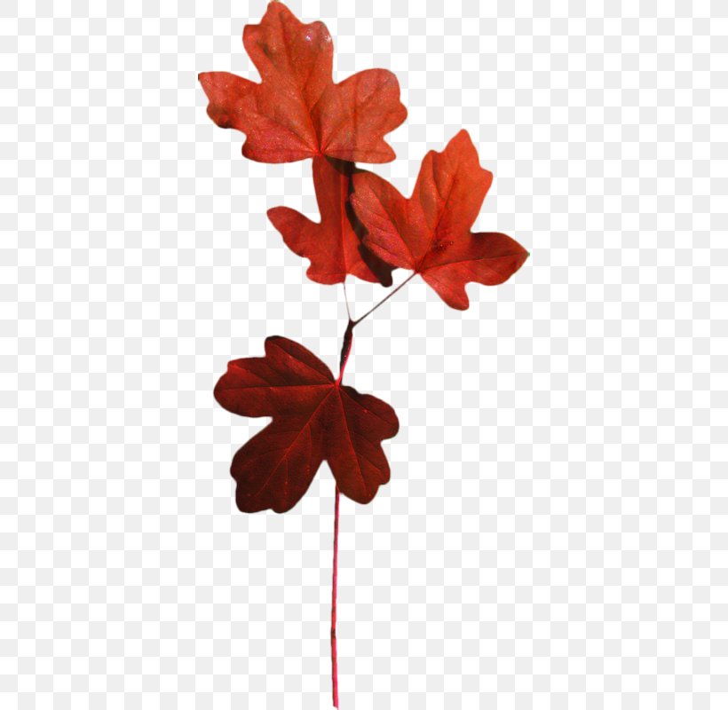 Red Maple Tree, PNG, 374x800px, Maple Leaf, Black Maple, Flower, Geranium, Leaf Download Free