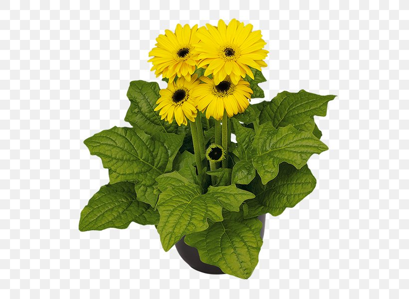 Transvaal Daisy Sunflower M Cut Flowers Annual Plant, PNG, 600x600px, Transvaal Daisy, Annual Plant, Cut Flowers, Daisy Family, Flower Download Free