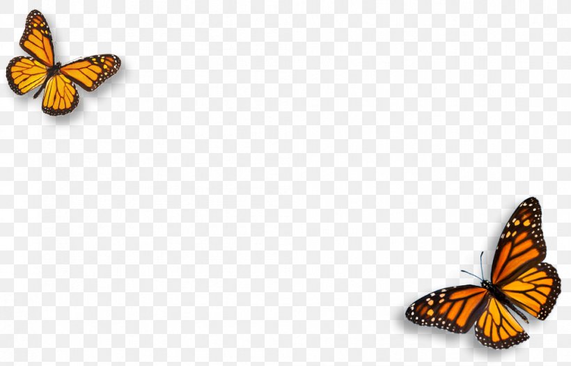 Monarch Butterfly Pieridae Natural Environment Brush-footed Butterflies, PNG, 1003x644px, Monarch Butterfly, Arthropod, Belief, Brush Footed Butterfly, Brushfooted Butterflies Download Free