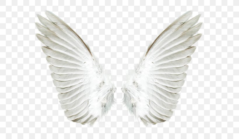 Desktop Wallpaper Clip Art, PNG, 640x480px, Editing, Feather, Silver, Wing Download Free