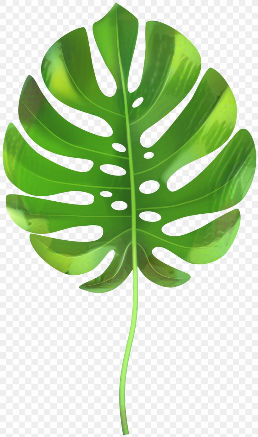 Green Leaf Background, PNG, 1770x3000px, Palm Trees, Alismatales, Arum Family, Flower, Green Download Free