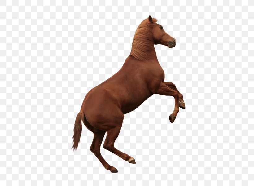 Mustang American Paint Horse American Quarter Horse Mane Arabian Horse, PNG, 542x600px, Mustang, American Paint Horse, American Quarter Horse, Arabian Horse, Halter Download Free
