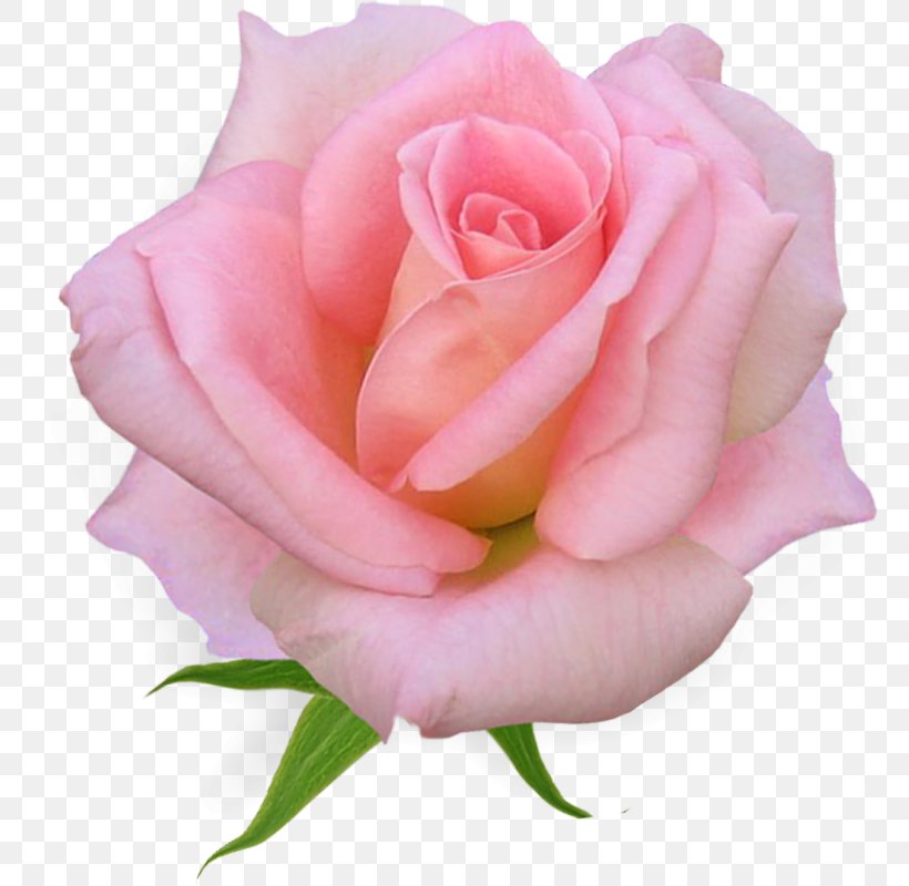 Pink Flowers Garden Roses China Rose Rose Family, PNG, 785x800px, Flower, China Rose, Close Up, Cut Flowers, Floribunda Download Free