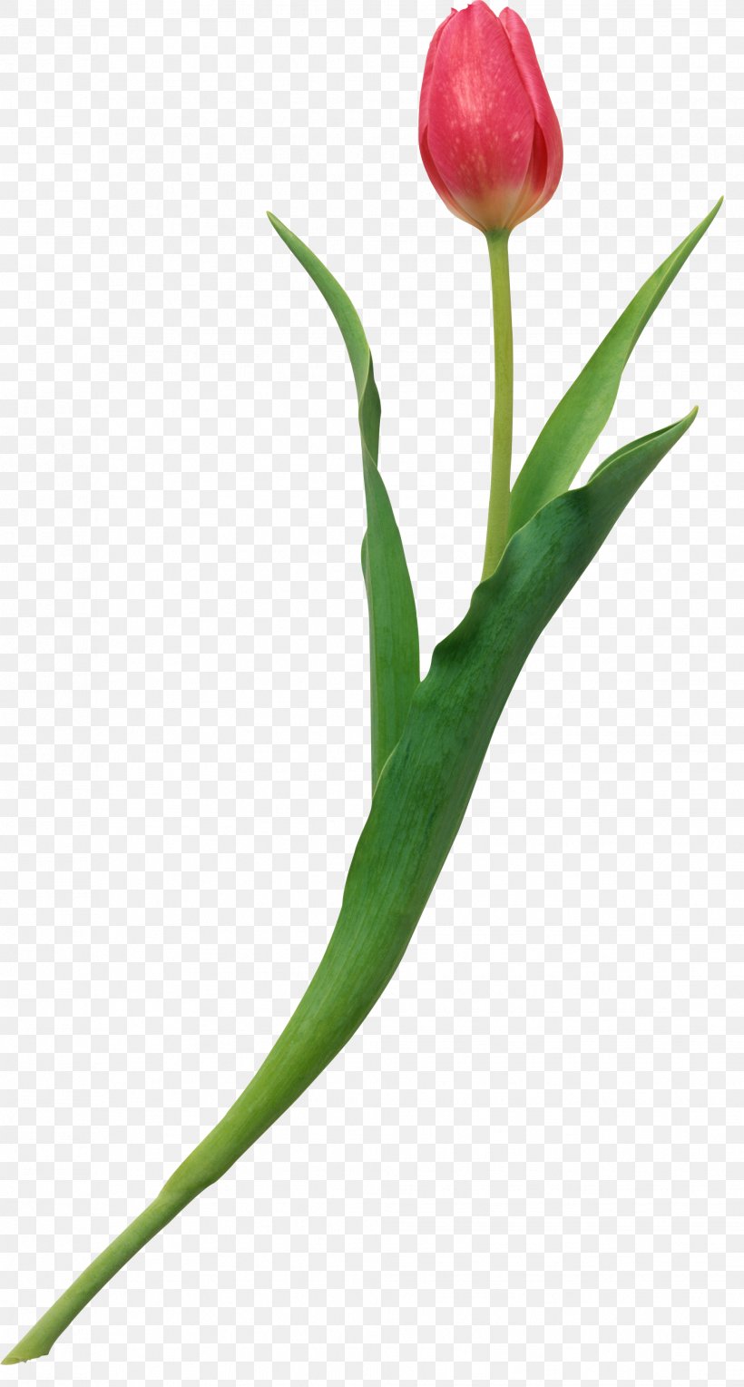 Tulip The Heart's Wisdom: A Practical Guide To Growing Through Love Cut Flowers Plant Stem Bud, PNG, 1961x3655px, Tulip, Amyotrophic Lateral Sclerosis, Bud, Cut Flowers, Ebook Download Free