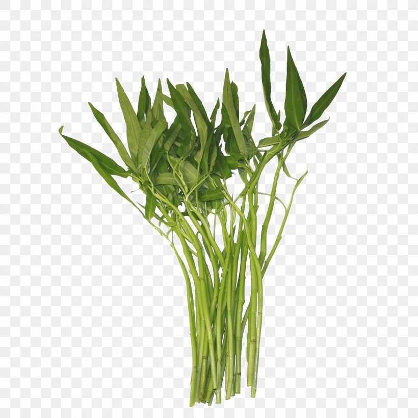 Water Spinach Thailand Chinese Convolvulus Laos Vegetable, PNG, 1294x1293px, Water Spinach, Asia, Chili Pepper, Commodity, Coriander Download Free