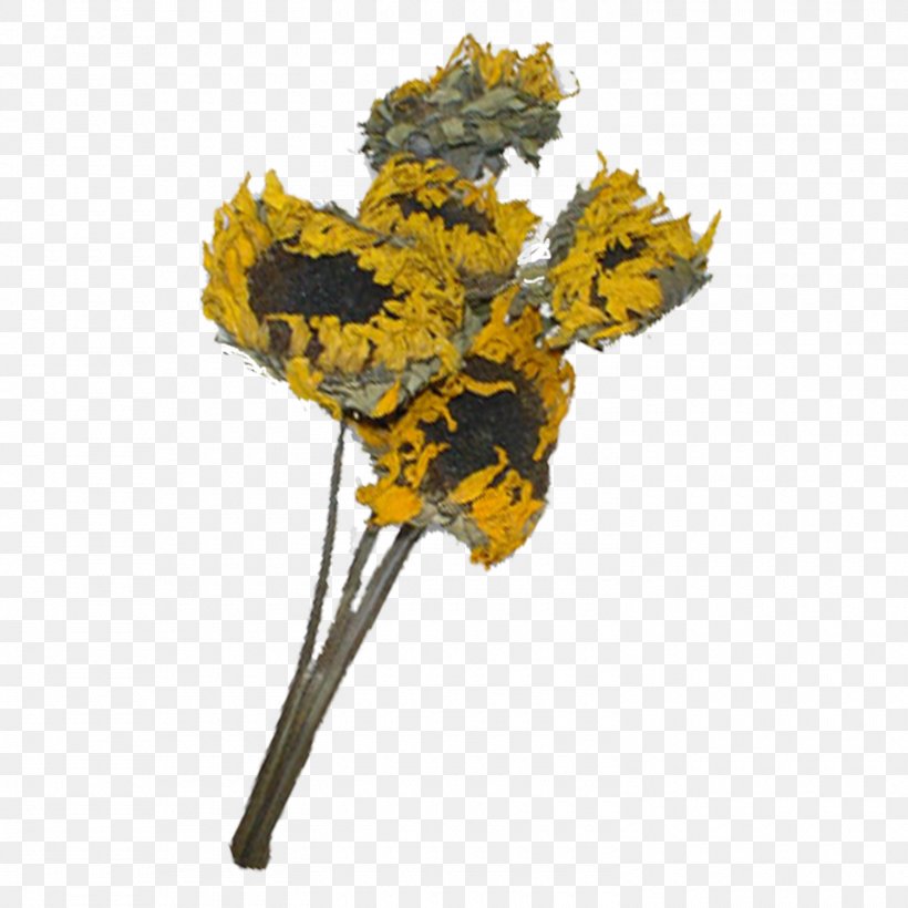 Flower Copyright Clip Art, PNG, 1500x1500px, Flower, Autumn, Common Sunflower, Copyright, Cut Flowers Download Free