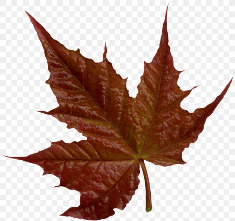 Maple Leaf Collage Clip Art, PNG, 1026x966px, Maple Leaf, Art, Autumn, Collage, Diary Download Free