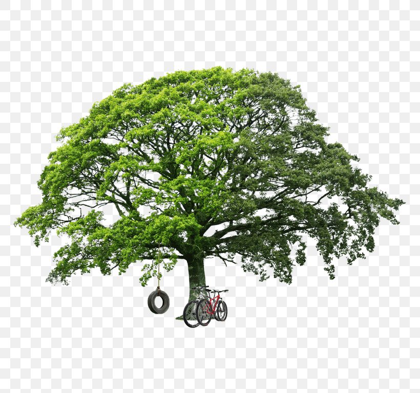 Stock Photography Tree Image Shutterstock White Oak, PNG, 768x768px, Stock Photography, Branch, Featurepics, Oak, Plant Download Free