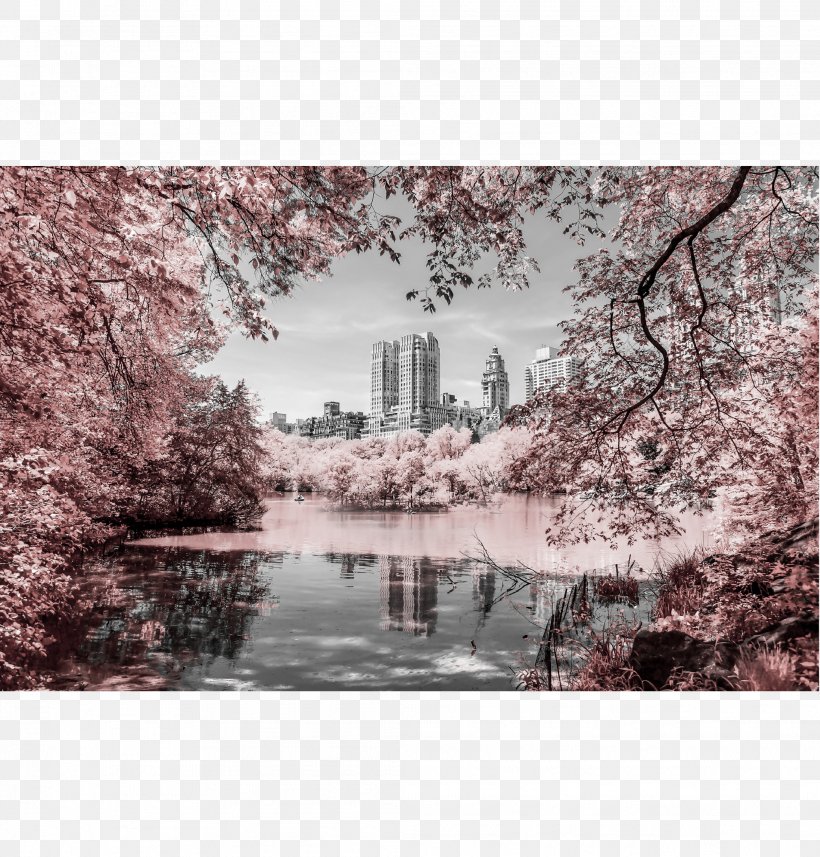 Central Park Stock Photography Photographer, PNG, 2083x2179px, Central Park, Blossom, Branch, Cherry Blossom, Film Download Free