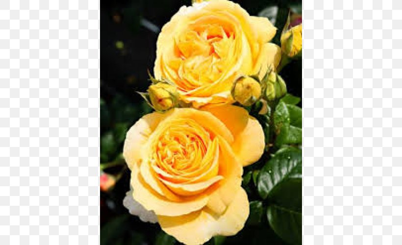 Floribunda Garden Roses Cabbage Rose Austrian Briar Memorial Rose, PNG, 500x500px, Floribunda, Austrian Briar, Cabbage Rose, Cut Flowers, Doubleflowered Download Free