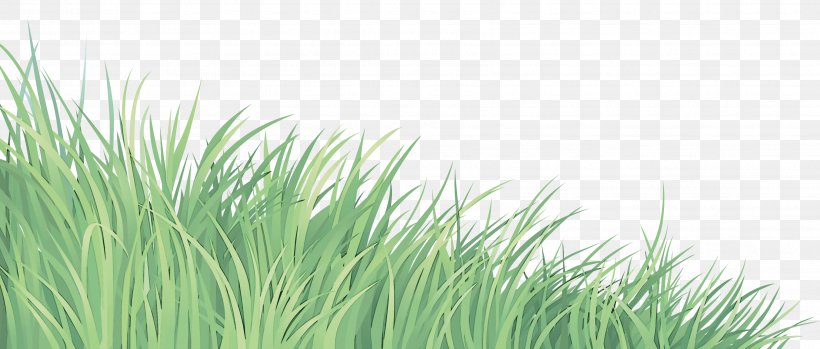 Grass Green Vegetation Plant Grass Family, PNG, 3506x1495px, Grass, Chrysopogon Zizanioides, Grass Family, Grassland, Green Download Free