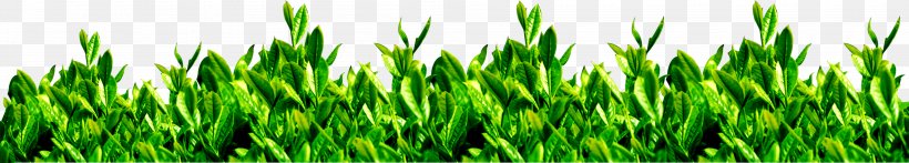 Green Tea Tea Garden Download, PNG, 3770x679px, Tea, Client, Commodity, Google Images, Grass Download Free