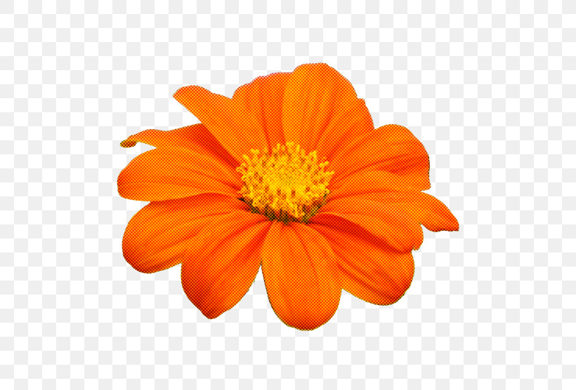 Orange, PNG, 556x556px, Petal, Annual Plant, Calendula, Cosmos, Daisy Family Download Free