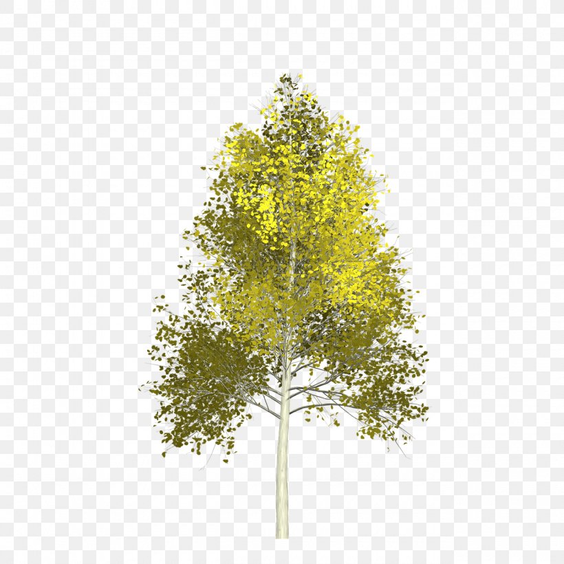 Quaking Aspen Branch Calaveras Big Trees State Park, PNG, 1280x1280px, Aspen, Autumn Leaf Color, Birch, Branch, Cottonwood Download Free